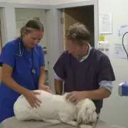 Yorkshire Vet Stars Save Dog from Unprecedented Life-Threatening Condition