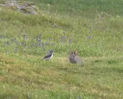 Young Birdwatcher Spots First Wheatear of Spring on Dartmoor