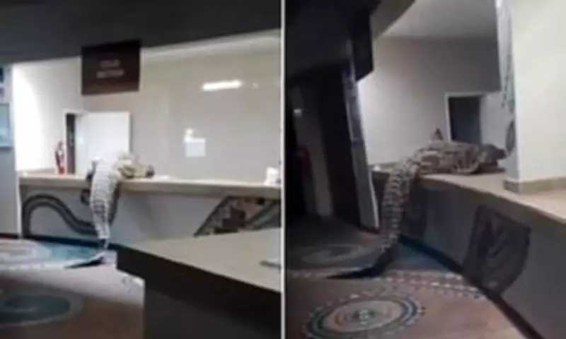 12ft Crocodile Invades Luxury Hotel Kitchen Near Victoria Falls