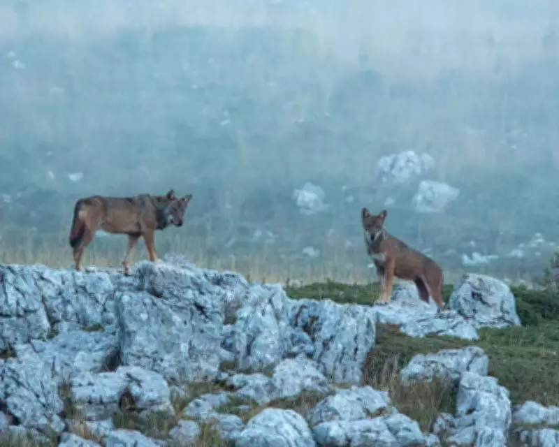 18 Wolves Found Dead in Italian Park in Suspected Poisoning Spree