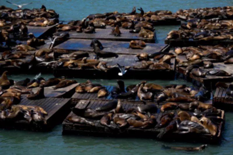 2,000lb Sea Lion 'Chonkers' Becomes Unlikely Celebrity in San Francisco