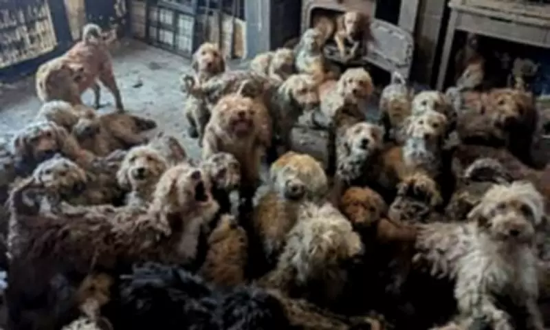 250 Poodles Rescued from Nottingham House in Overwhelming Breeding Case