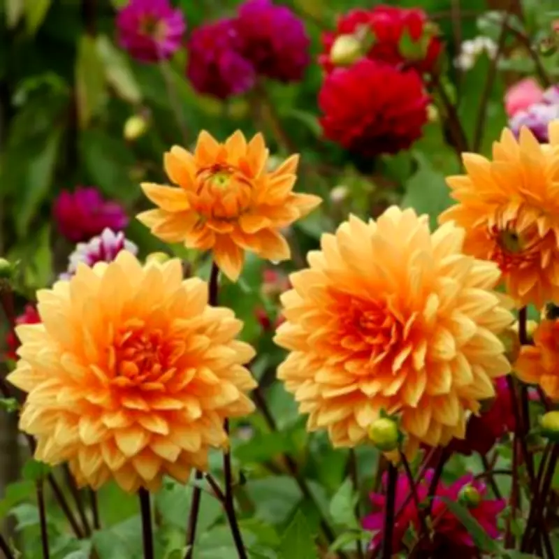 3 Vital Signs to Check Now for Dahlias to Sprout Successfully