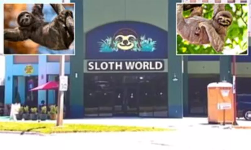 31 Sloths Die Before Florida 'Slotharium' Opening, Investigation Underway
