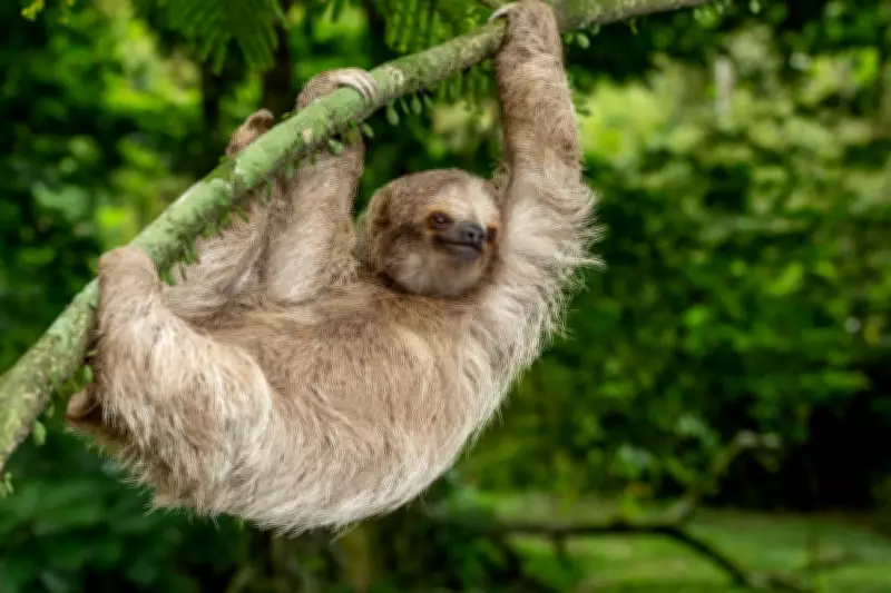 31 Sloths Die in Orlando Warehouse, Sparking Animal Welfare Outrage
