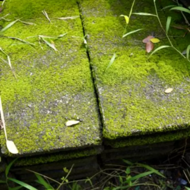 49p Cola Hack: The Surprising Moss Removal Solution for Patios and Furniture