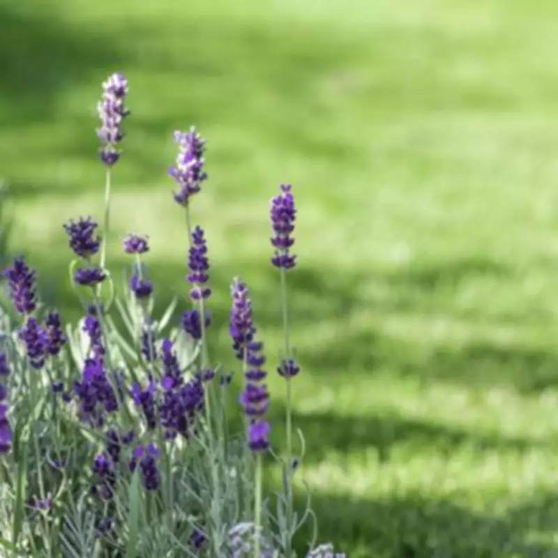 7 Low-Maintenance Plants That 'Thrive on Neglect' and Bloom Beautifully