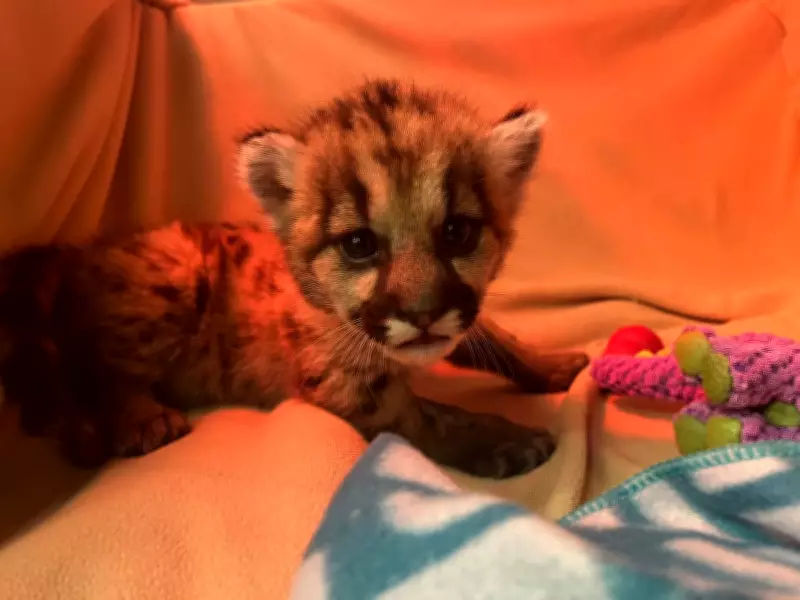 Abandoned Mountain Lion Cub Crimson Rescued in Santa Monica Mountains