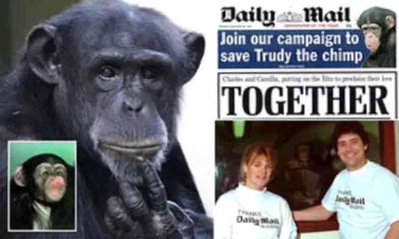 Abused Chimpanzee Trudy Celebrates 30th Birthday After Daily Mail Rescue Campaign