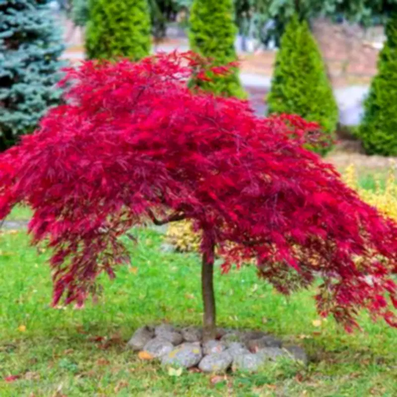 Add This Natural Item to Japanese Maple Soil Before Summer, Experts Urge