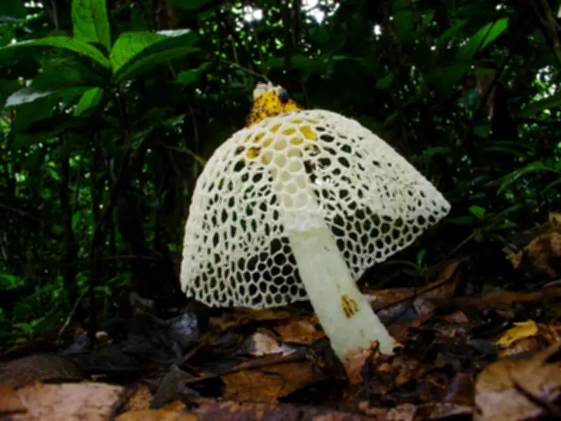 African Mycologists Lead Global Push for Fungi Conservation