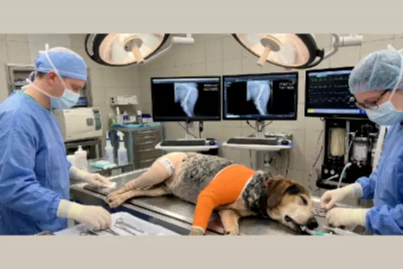 AI Dog Scam: Florida Family Targeted with Fake Vet Images for $2,800 Ransom