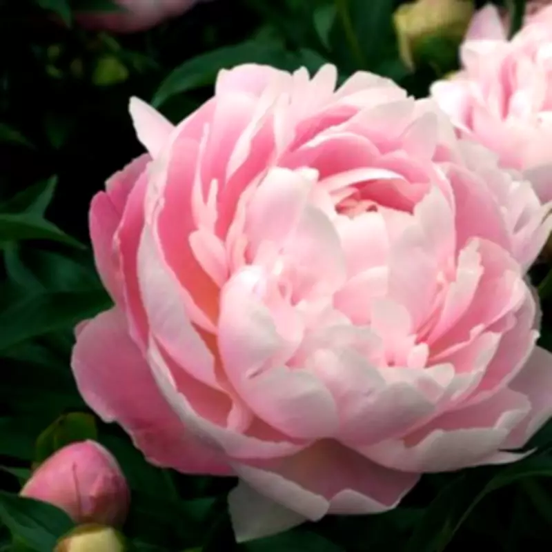 Alan Titchmarsh Reveals Key Peony Mistakes: 'Don't Bother' Splitting Them