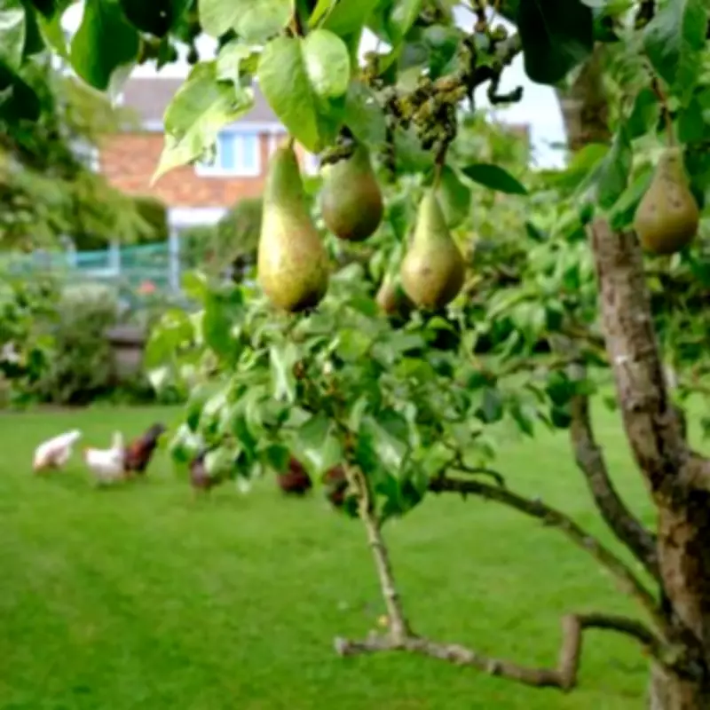 Alan Titchmarsh Warns Gardeners Against Common Fruit Tree Pruning Mistake