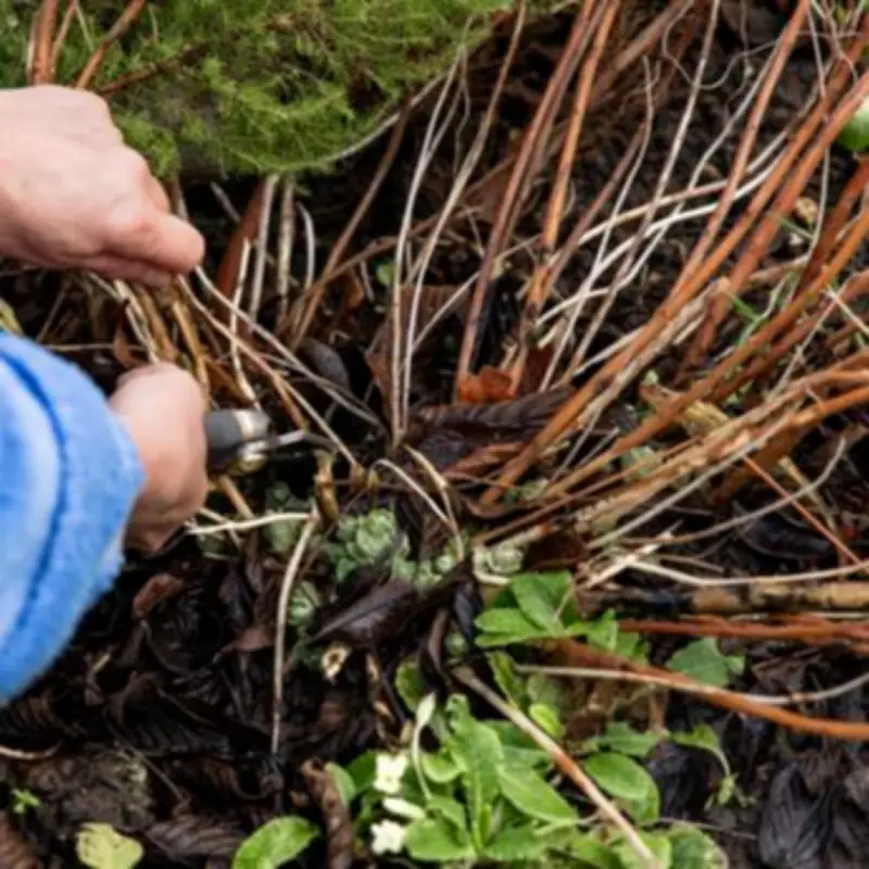 Alan Titchmarsh's Essential Pruning Guide for Trees, Shrubs, and Roses