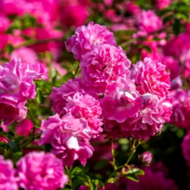 Alan Titchmarsh's Essential Rose Pruning Guide for Summer Blooms