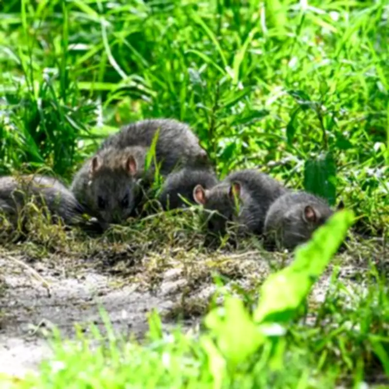 Alan Titchmarsh's Key Tip to Stop Rats Invading Your Garden This Spring