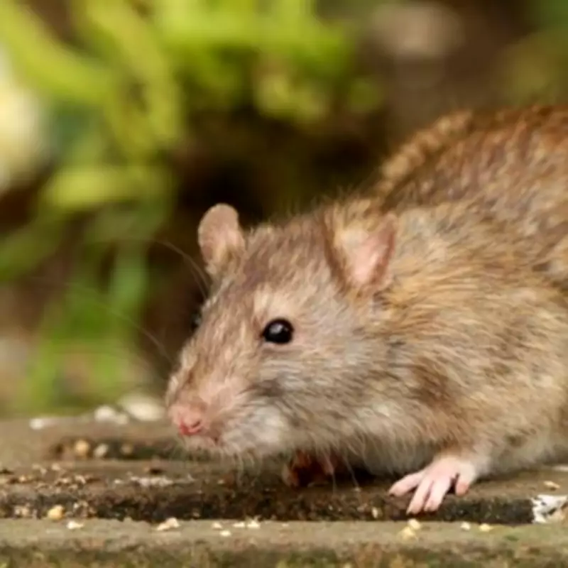 Alan Titchmarsh's Simple Lawn Tip to Deter Rats from Your Garden