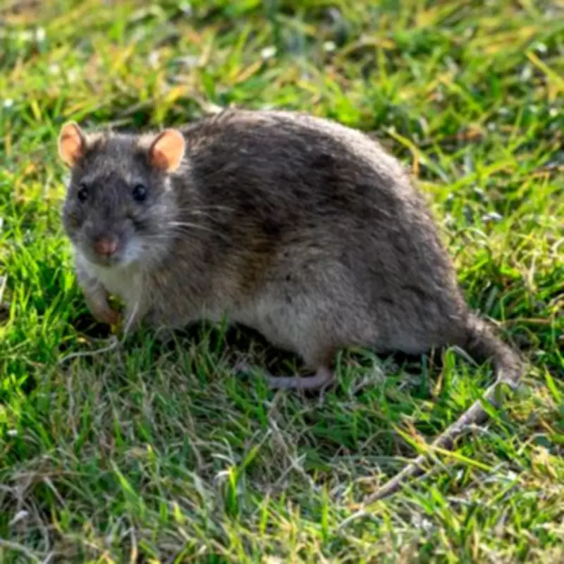 Alan Titchmarsh's Two Key Changes to Deter Rats from Your Garden