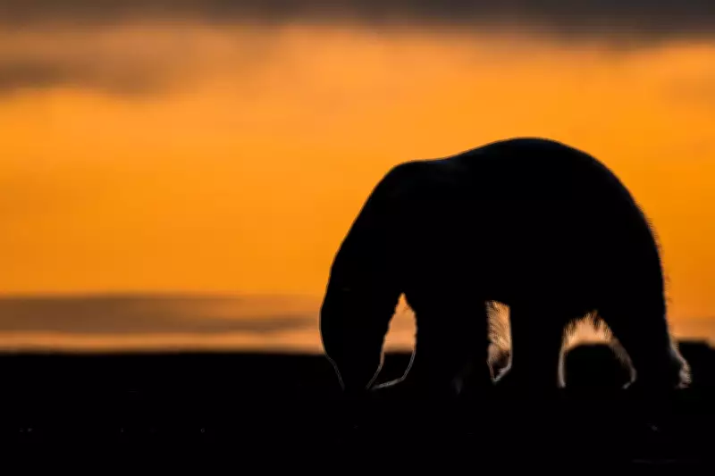 Alaska Village Seeks to Revive Polar Bear Tourism with New Rules