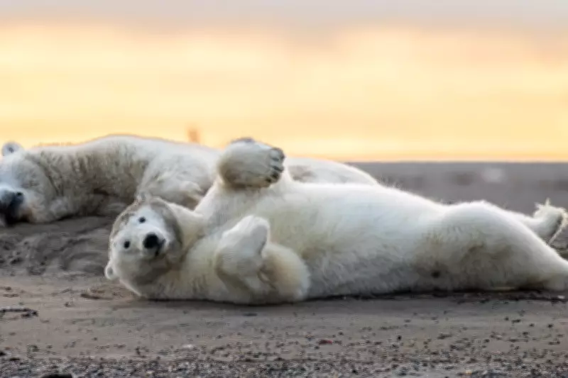 Alaskan Village Seeks to Revive Polar Bear Tourism After Deadly Attack