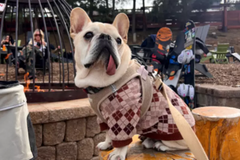 American Pet Owners Flock to Mexico for Affordable Veterinary Care