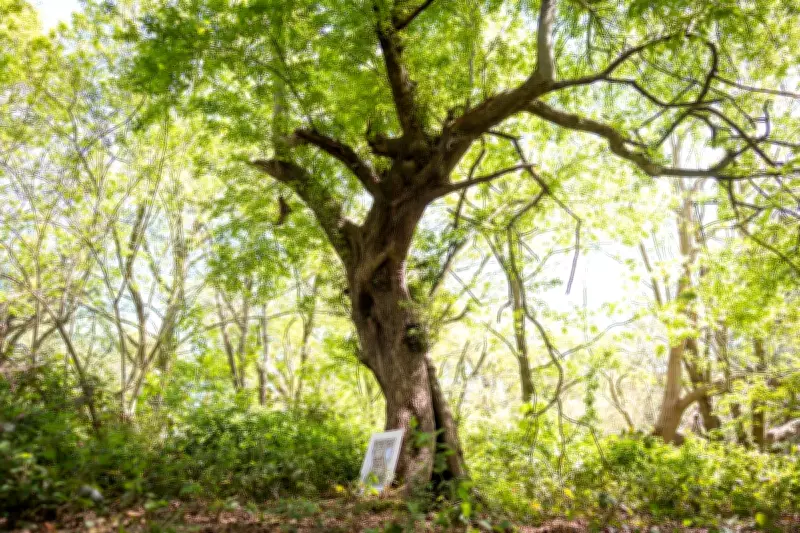 Ancient Crab Apple Tree That Inspired Brambly Hedge Cottage Found in Epping Forest