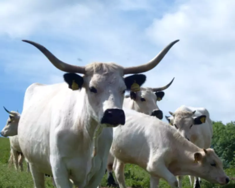 Ancient White Park Cattle Breed Declared 'Priority' At-Risk by UK Charity