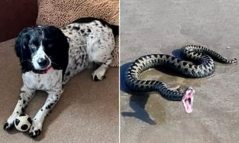 Anglesey Dog Owner Warns of Adder Danger After Pet's Tragic Death