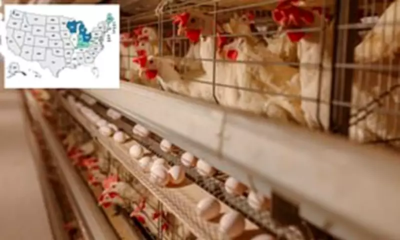 Antibiotic-Resistant Salmonella from Backyard Poultry Sickens 34 in US