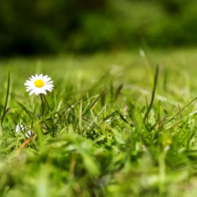 April Lawn Care Guide: Simple Tasks for a Greener, Healthier Garden