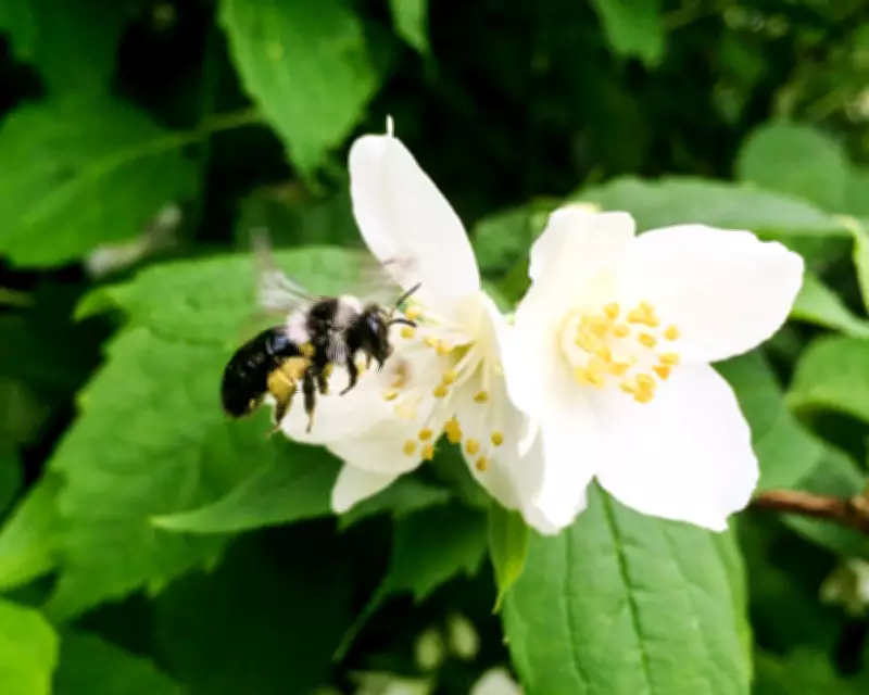 Ashy Mining Bees: Solitary Yet Social Pollinators in Springtime Hampshire