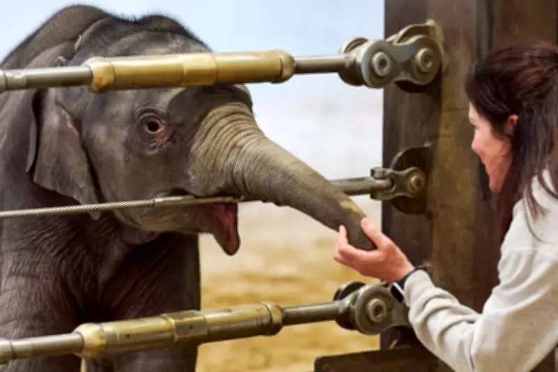 Asian Elephant Calf Linh Mai Makes Public Debut at Smithsonian National Zoo