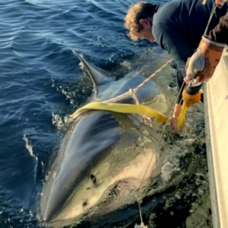 Atlantic's Largest Tagged Great White Shark Makes Sudden Coastal Movement
