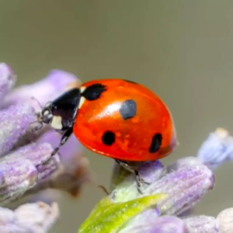 Attract Ladybirds to Your Garden by Leaving One Item Outside in April