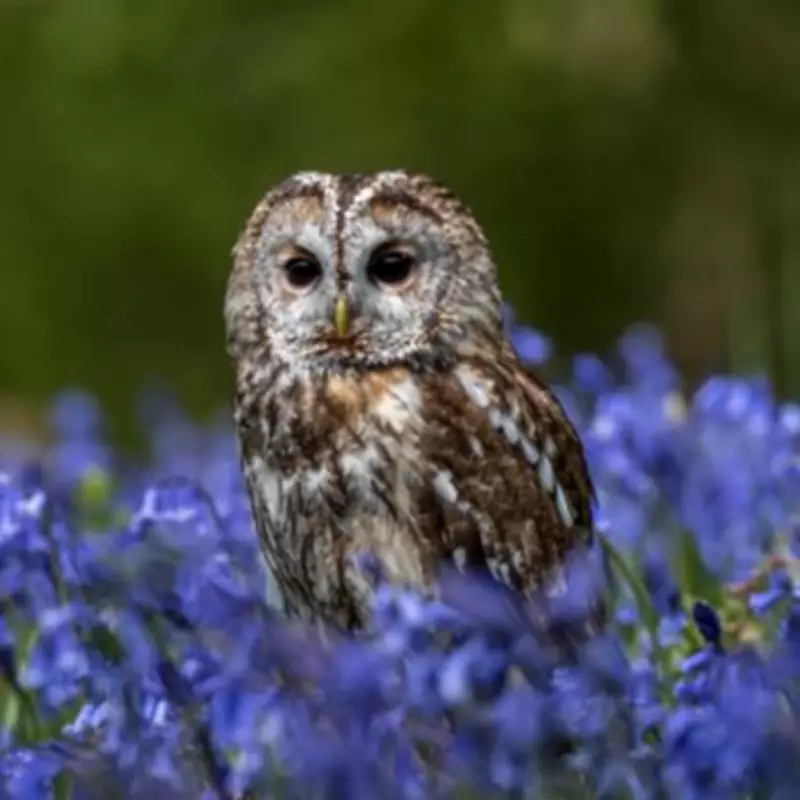 Attract Owls to Your Garden for Natural Pest Control with Simple 30-Second Task