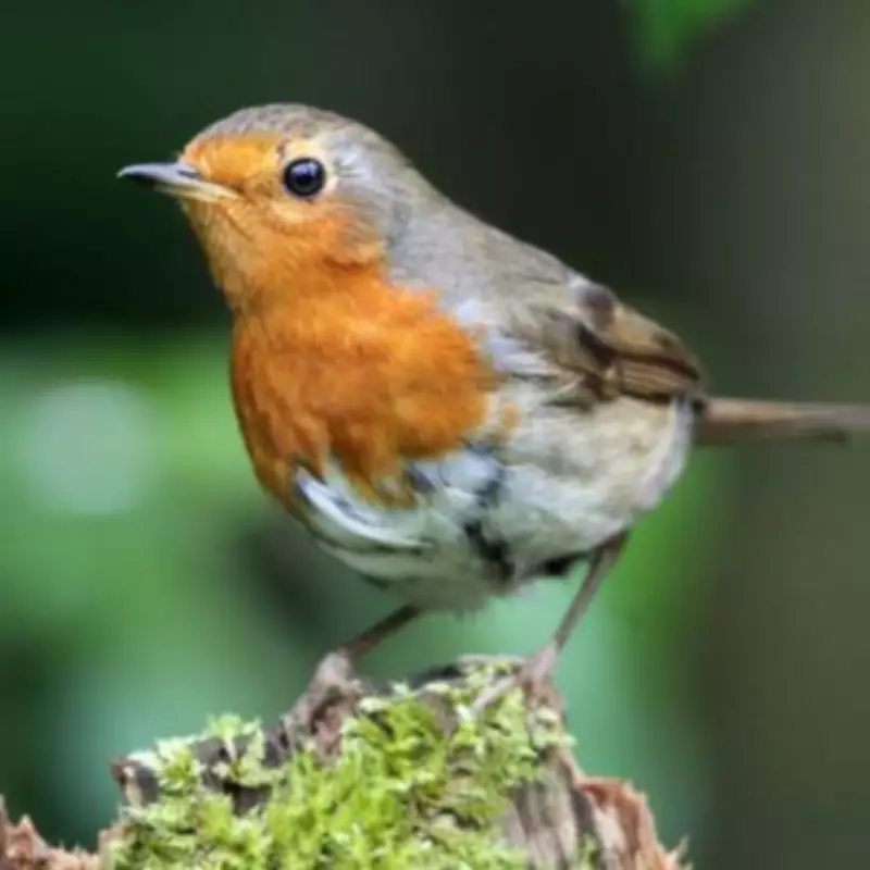 Attract Robins to Your Garden with This Essential Open-Fronted Bird Box