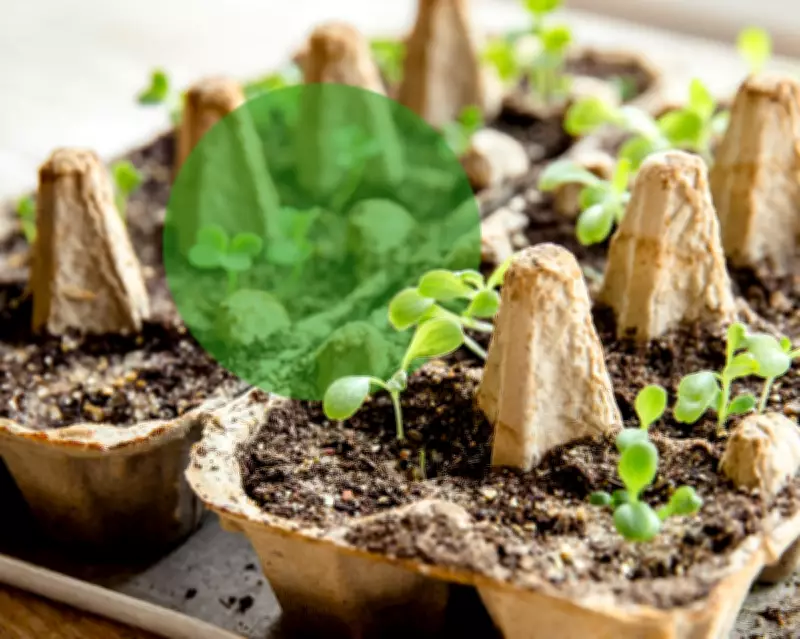 Australian Household Waste Transformed into New Life Through Recycling