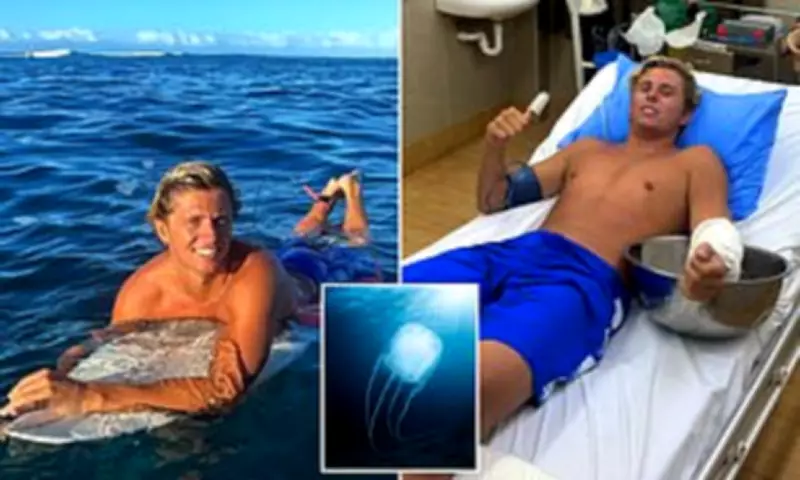 Australian Surfer's Near-Fatal Box Jellyfish Encounter in Fiji Highlights Rising Cases