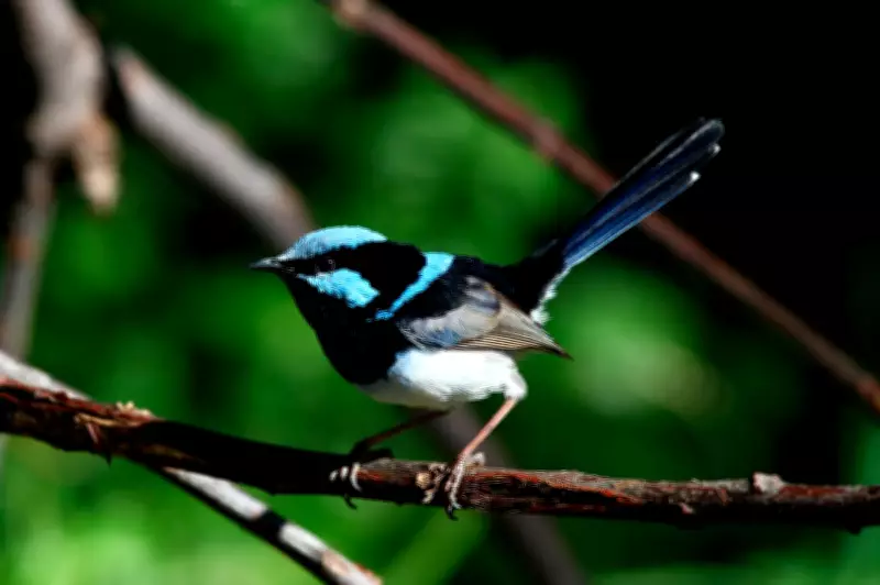 Australia's Superb Fairywren Faces Extinction Within Decades Due to Climate Change