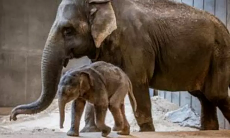 Baby Elephant Linh Mai Becomes Viral Sensation After Mother's Rejection