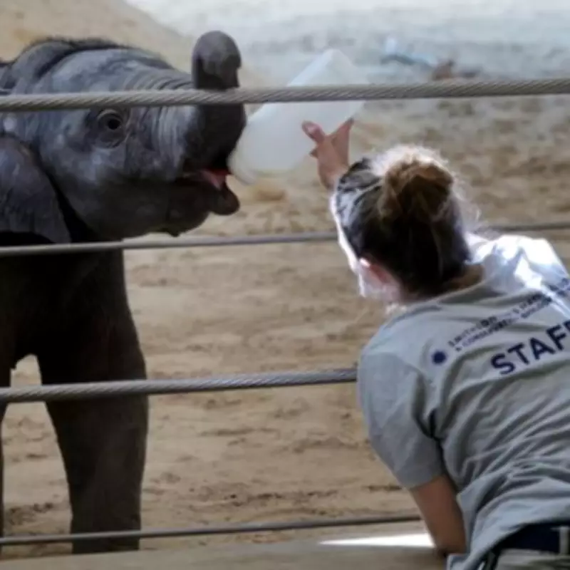 Baby Elephant Rejected by Mother at Smithsonian Zoo, Finds Surrogate Auntie