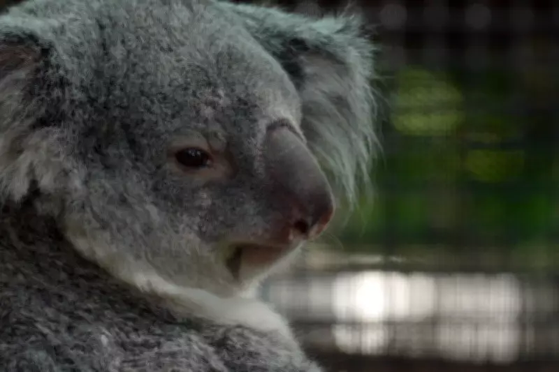 Baby Koala Joey Emerges at Florida Zoo's New Outback Habitat