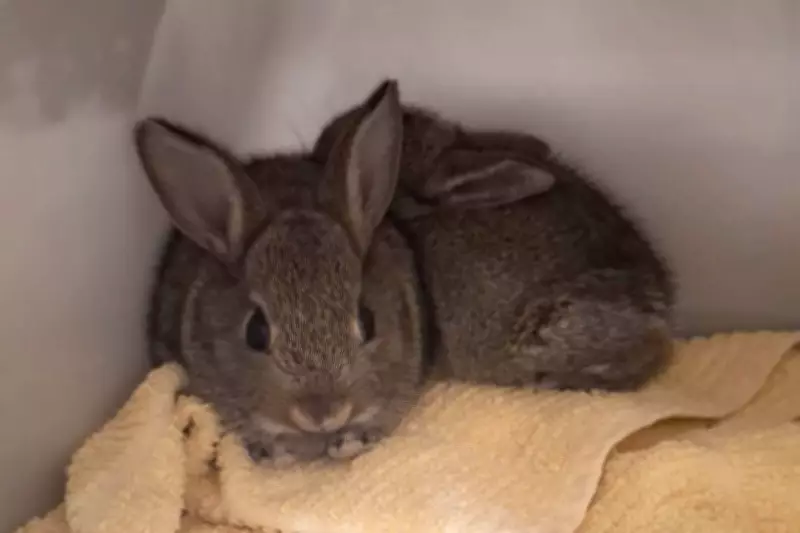 Baby Rabbits Rescued from North Sea Rig After Stowing Away in Dundee Container