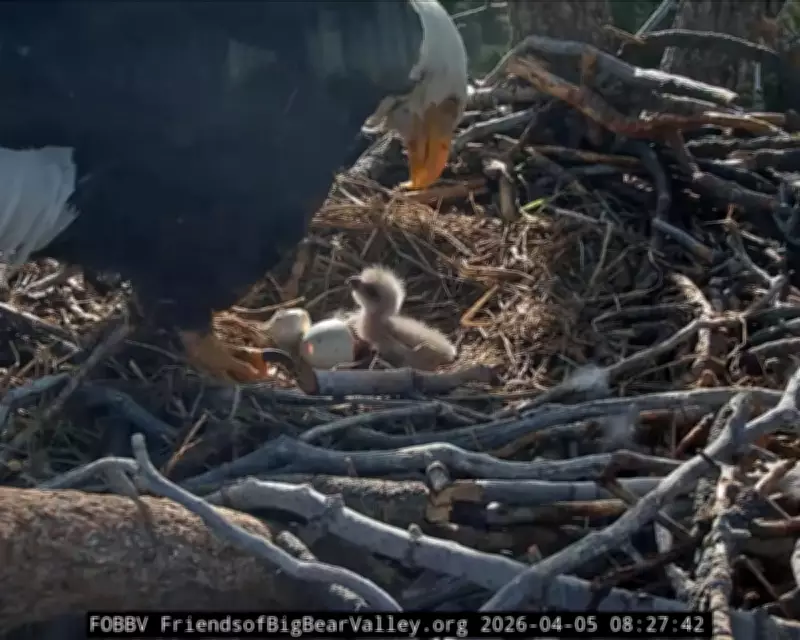 Bald Eagle Chicks Hatch in California, Captivating Global Livestream Audience
