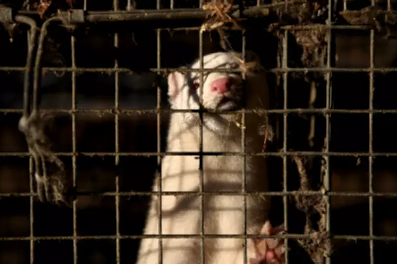 Ban Fur Farms to Prevent Future Pandemics, Experts Urge