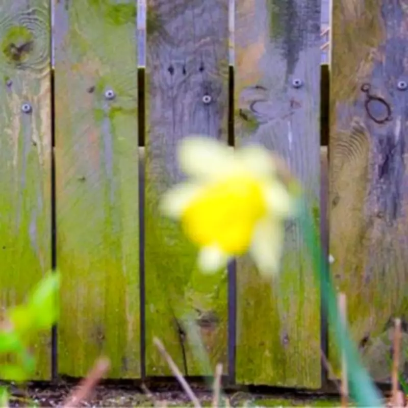 Banish Moss and Algae from Fences in 10 Minutes Using Common Kitchen Items