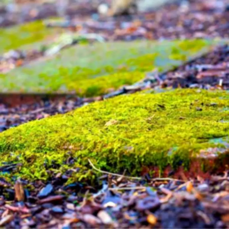 Banish Patio Moss with a 60p Washing-Up Liquid Trick, No Pressure Washer Needed