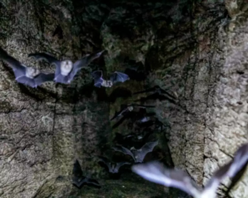 Bat Guano's Vital Role: Unlocking Ecosystem Secrets in Mozambique's Caves