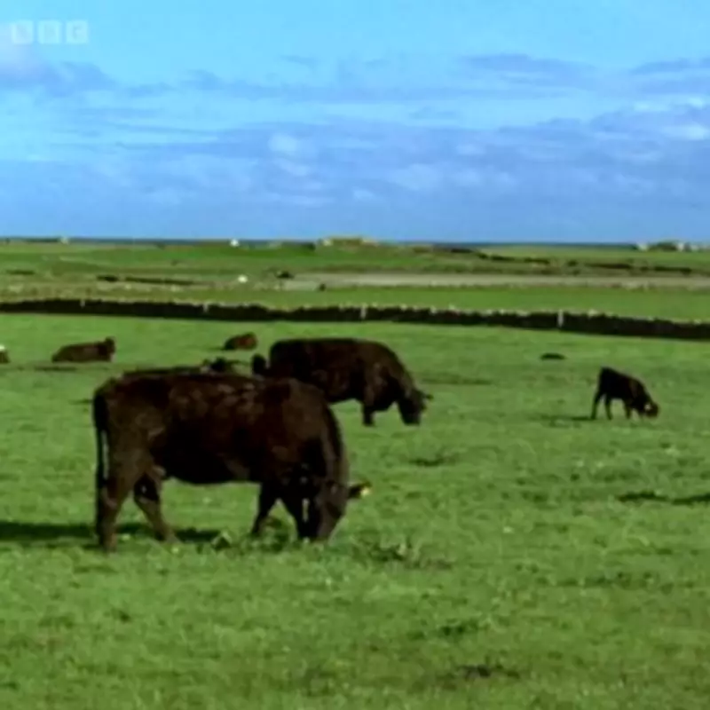 BBC Forced to Apologize as Snooker Coverage Replaced by Wildlife Show